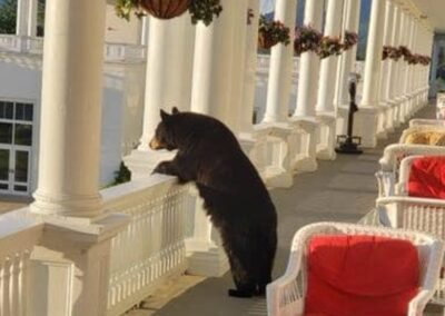 Mt Washington Hotel - What A View